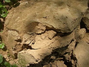 270px-pp_sprasova_rokle_u_zemech_kralupy_nad_vltavou_cz_loess_181.jpg